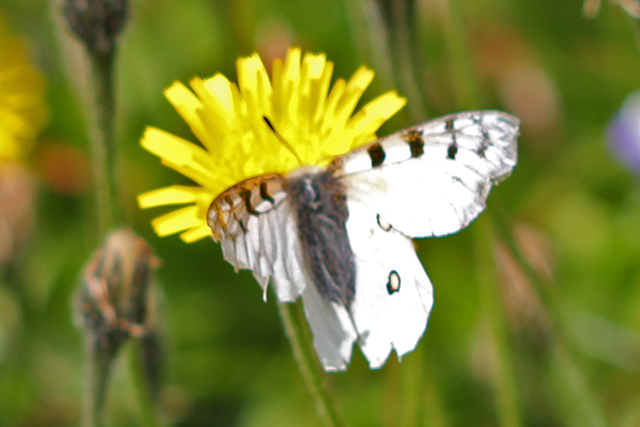 Kleine Apollovlinder